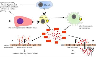 Toxicities of Chimeric Antigen Receptor T Cell Therapy in Multiple Myeloma: An Overview of Experience From Clinical Trials, Pathophysiology, and Management Strategies